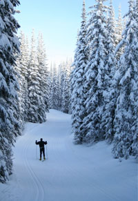 Ski Silver Star in the lush snow draped forests of Silver Star Resort.
