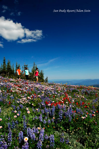 Sun Peaks Resort Accommodation