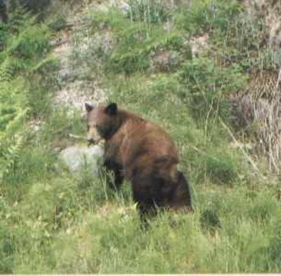 Whistler 2 Bedroom Accommodation - Taluswood - #102 Whistler 2 Bedroom Accommodation - Taluswood - #102