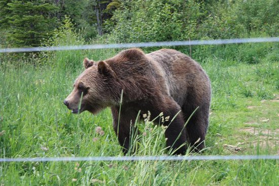 Kicking Horse 5 Bedroom Accommodation - Purcell Woods - #2018