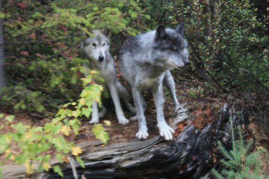 Kicking Horse 5 Bedroom Accommodation - Purcell Woods - #2018