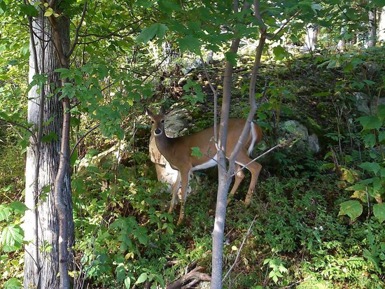 Mont-Tremblant 2 Bedroom Accommodation - Les Manoirs - #2019 Mont-Tremblant 2 Bedroom Accommodation - Les Manoirs - #2019