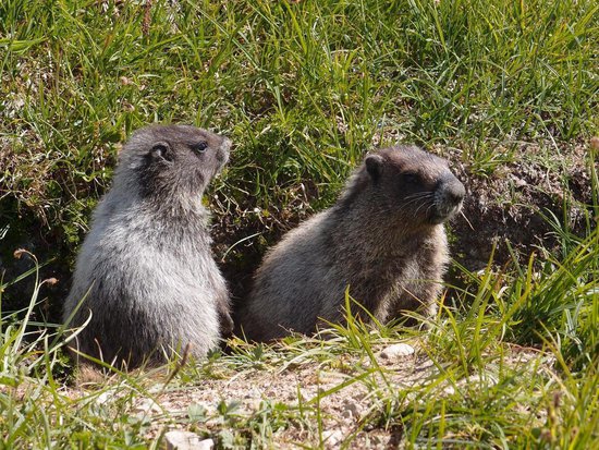 Whistler 2 Bedroom Accommodation - Aspens - #2125 Whistler 2 Bedroom Accommodation - Aspens - #2125