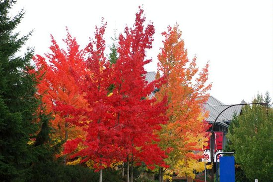 Whistler 1 Bedroom Accommodation - Aspens - #28