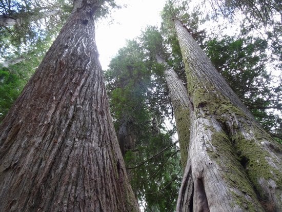 Whistler 2 Bedroom Accommodation - Whistler Town Plaza - Eagle Lodge - #3575