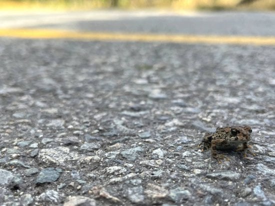 Whistler 2 Bedroom Accommodation - Stoney Creek - North Star - #3988