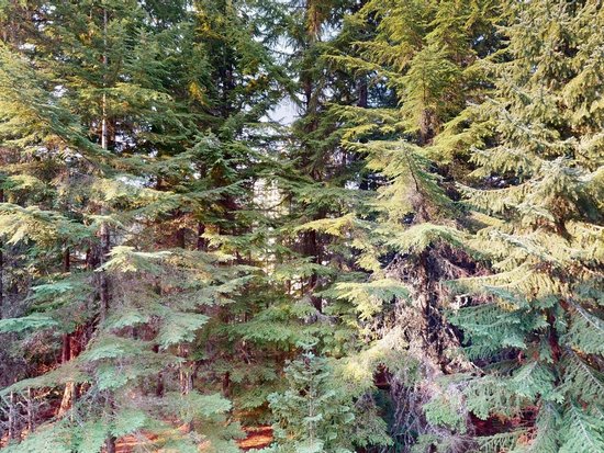 Whistler 1 Bedroom Accommodation - Aspens - #4600