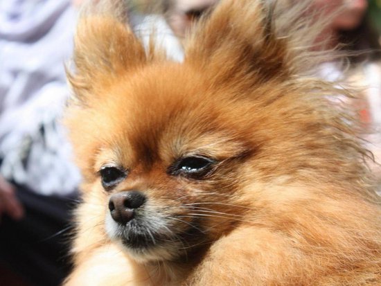 Whistler 3 Bedroom Accommodation - Northern Lights - #739