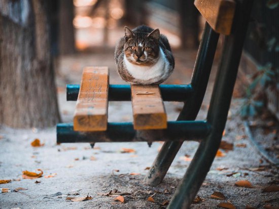 Whistler 3 Bedroom Accommodation - Northern Lights - #739